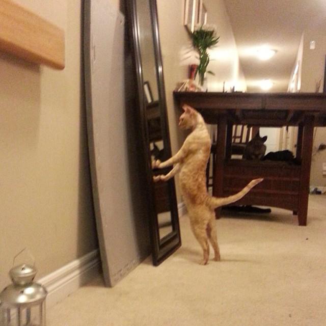 petssavenue's tweet photo. http://t.co/M15x5rdHrt