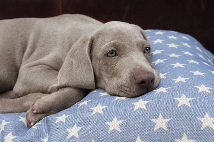 I can't resist this #TBT image of my boy Blue as a pup. This is my favourite picture of him.#dogs #ThrowbackThursday