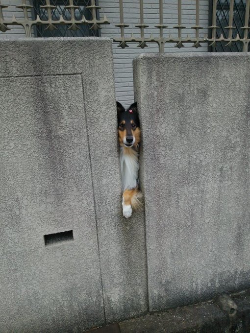 ちょ 壁から 犬 が生えてるんだけどｗ Matomehub まとめハブ
