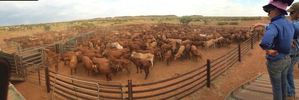 Gav_ravv's tweet photo. 1000+ head of cattle.. And 1 donkey..
#mustering #gotbeef #Warrawagine http://t.co/7DhBM0r7Zm