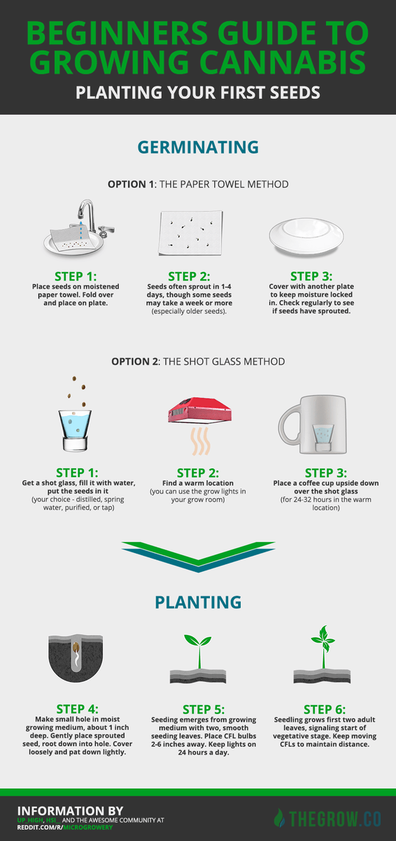 WeedBustersInfo's tweet photo. Planting your first cannabis seeds #beginners #cannabis #germinating #growing #guide #howto… http://t.co/OHAPYXJb4a http://t.co/trzurPg4e8