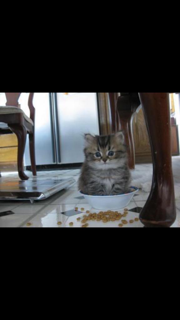 SoCuteKittens's tweet photo. If I fits I remove food and sits http://t.co/qKsmn0MaXW