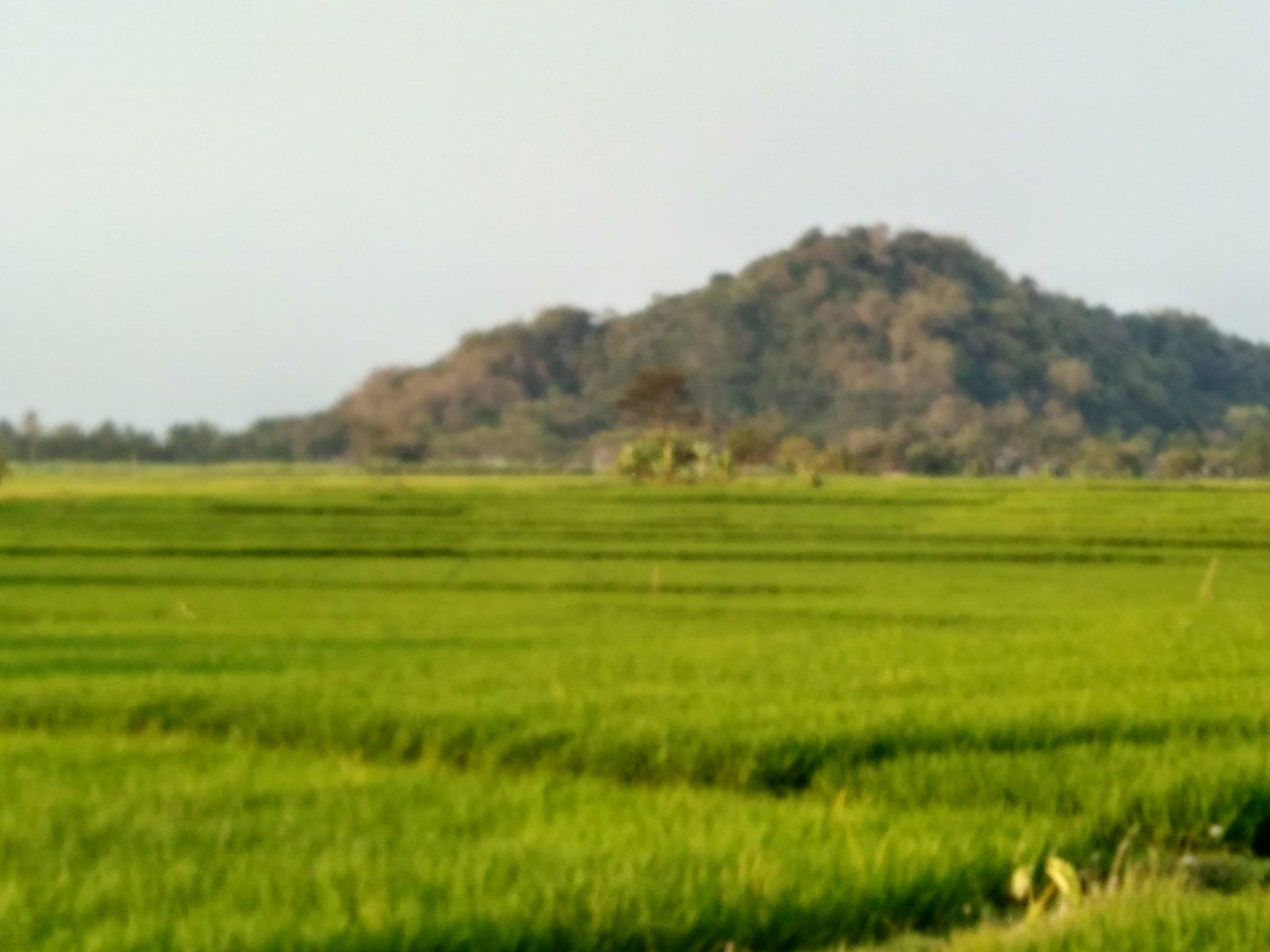Seyegan Twitterren Suka Selfie Di Hamparan Sawah Yang Hijau Coba Di Timur Dusun Kandangan Margodadi Dengan Background Gunung Ngampon Http T Co Rlopc9yihd