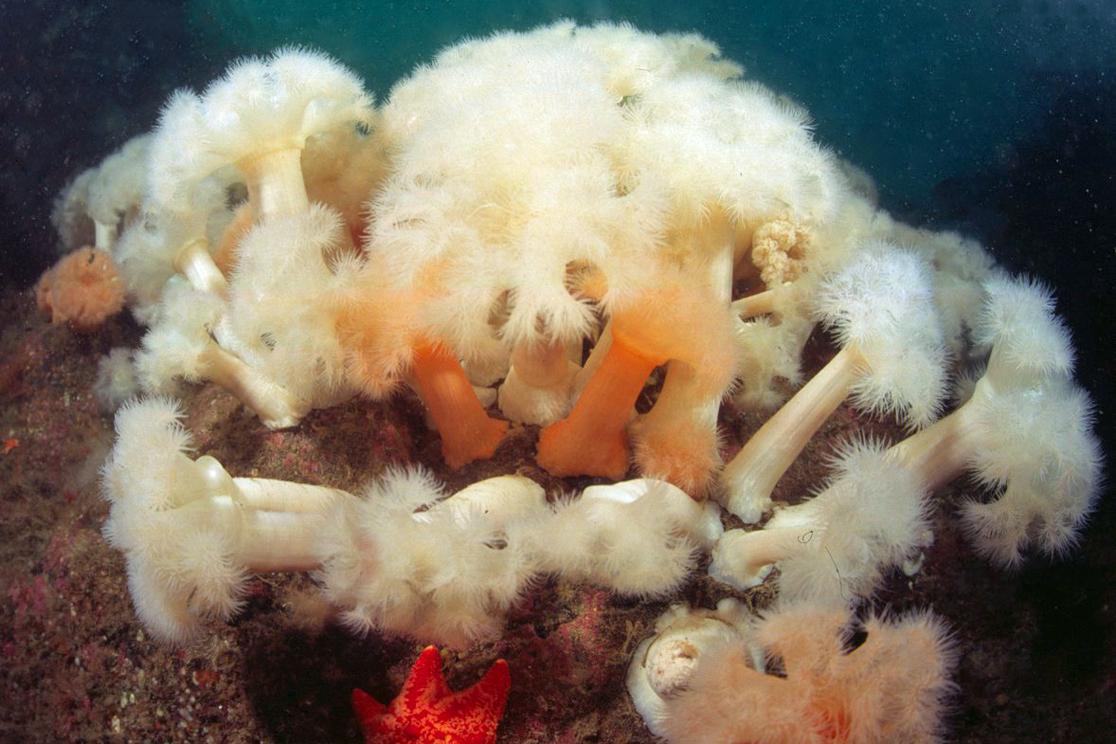 SCUBANews's tweet photo. Revealed: what the UK's waters have to offer divers http://t.co/F3Hj7zH2Hf #scuba http://t.co/l3ftEycrxq