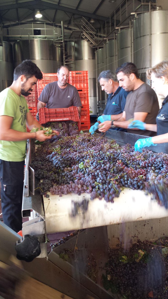DOMAINESKOURAS's tweet photo. Busy morning at the winery! 
http://t.co/U8fUDGvGLk
#Moscofilero #skouras #greekwines #nemea #wine #harvest http://t.co/Hb08q82tZ1