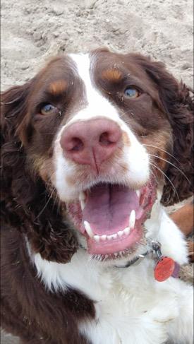 FitDogBlog's tweet image. #Smile!