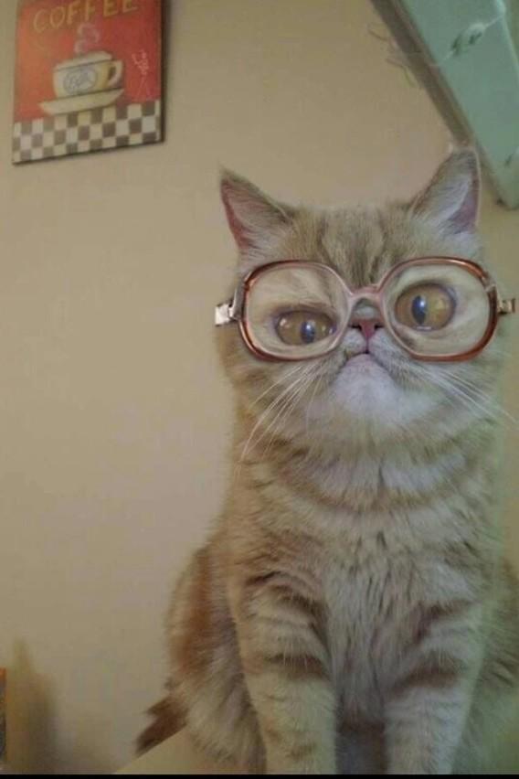 SoCuteKittens's tweet photo. "Six callers ahead of us jimmy" http://t.co/xcSPo16wcu