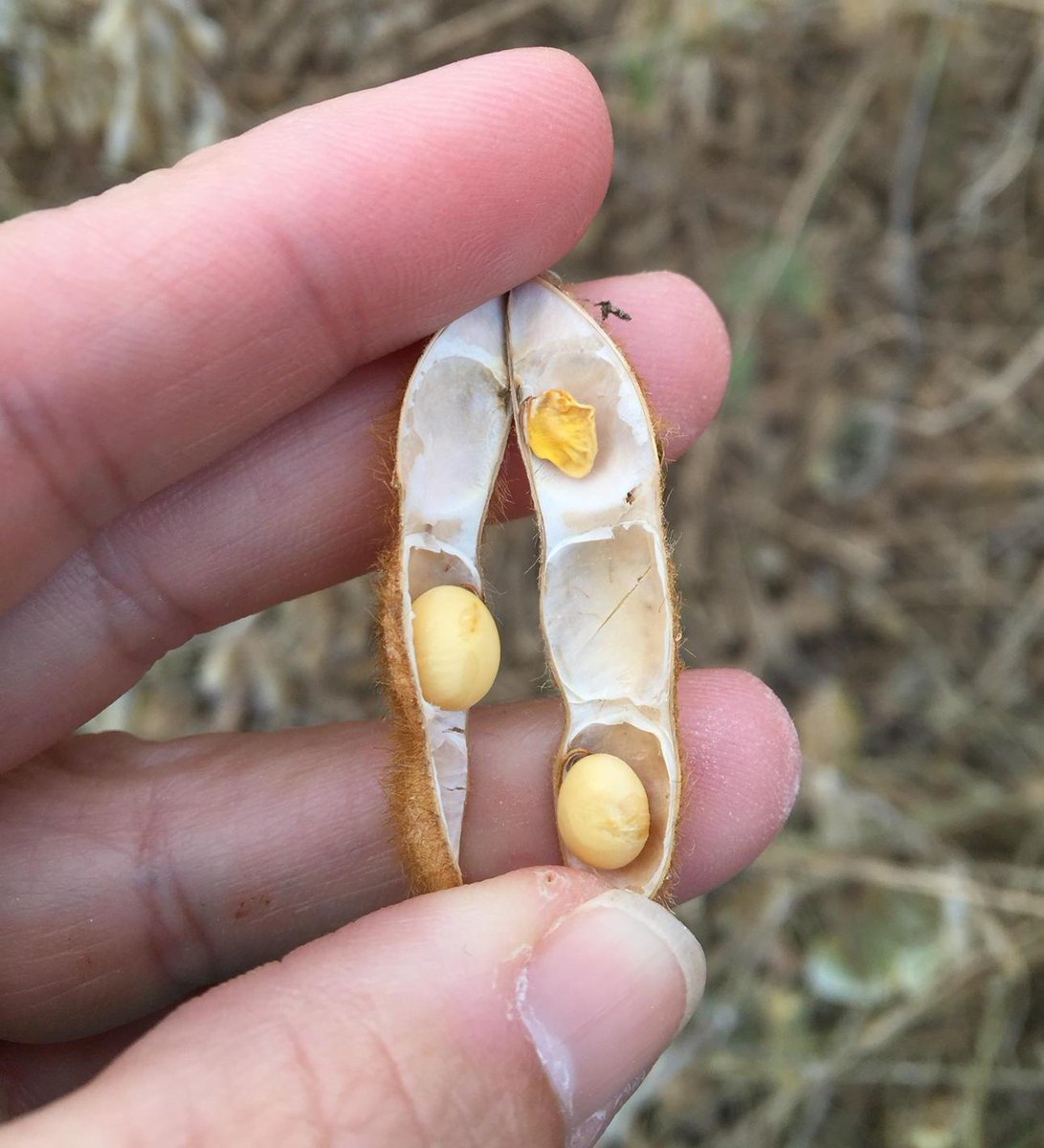 MindyLWard's tweet image. What's in your bean fields? #Farm365 #MOSOY#Harvest15