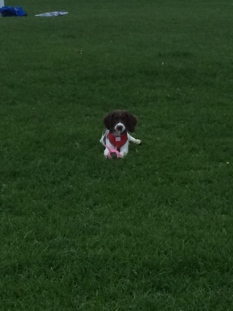 The_Dog_Trainer's tweet photo. New ball didn't last long http://t.co/GHGJ1q9Dr7