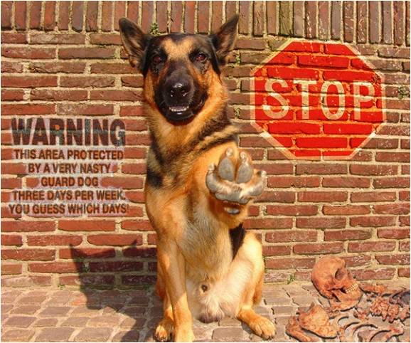 doggyfence's tweet photo. “Give us your Love – by Like/Share/Comment !" http://t.co/irPTefgfqm