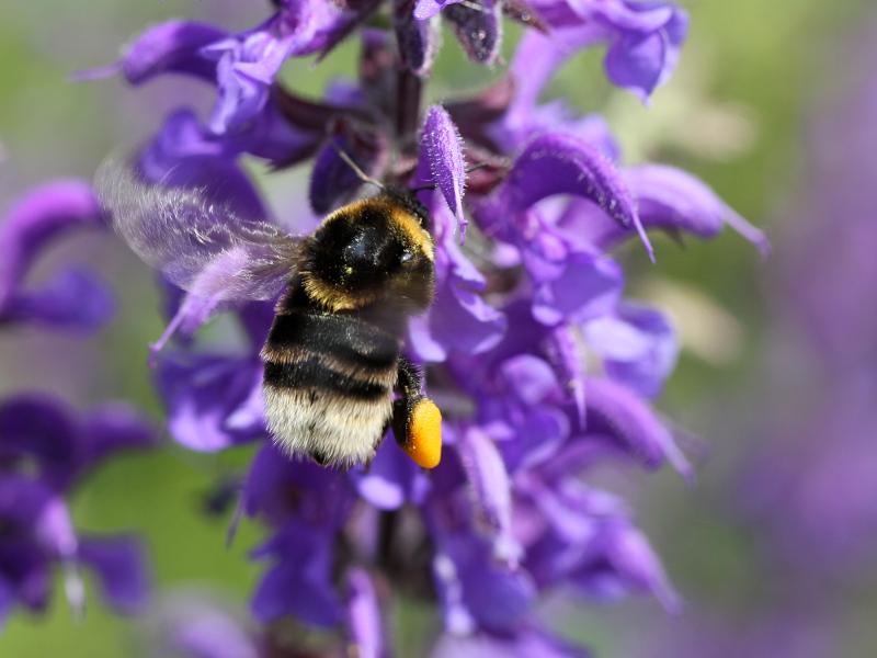 Bumblebees Etc On Twitter Queen Short Haired Bumblebee Bombus