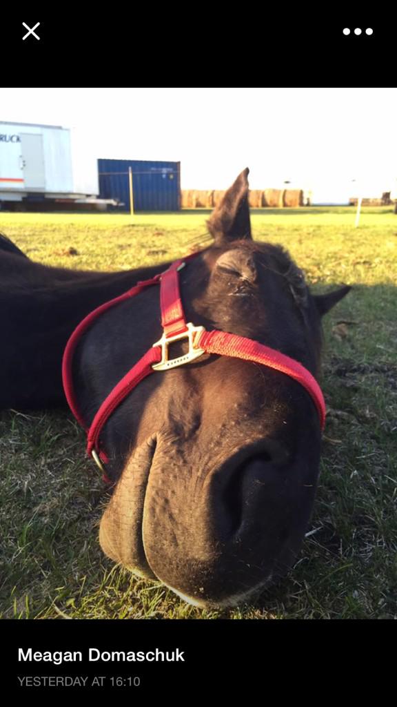 CDJ (@housedjty) on Twitter photo My <a href="/AbsorbineUK/">Absorbine UK</a> goody bag winner and my favourite of the horsey selfies submitted via FB. Looks such a happy horse ☺️ My <a href="/AbsorbineUK/">Absorbine UK</a> goody bag winner and my favourite of the horsey selfies submitted via FB. Looks such a happy horse ☺️