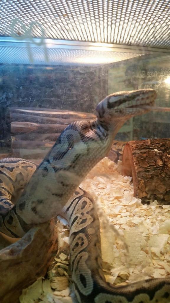 AshleySmashter's tweet photo. Just a Snake having some dinner! #randomsnack #dinner #nature #nothungryanymore http://t.co/c7MHP3WFwx