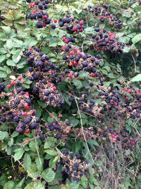 Bumper Blackberry Season @NettlecombeFarm, Isle of Wight #Foraging