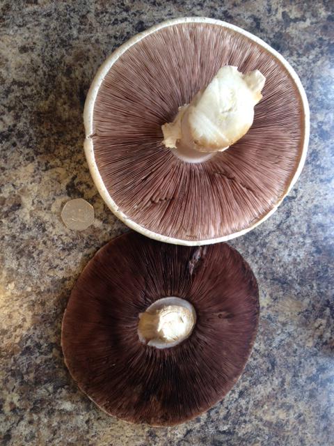 Monster Mushrooms@Nettlecombe Farm, Isle of Wight #Foraging