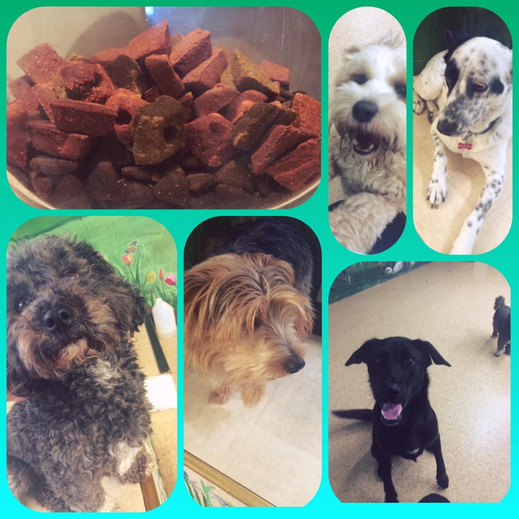 Dundrum dog grooming (DogGroomingD14) Twitter