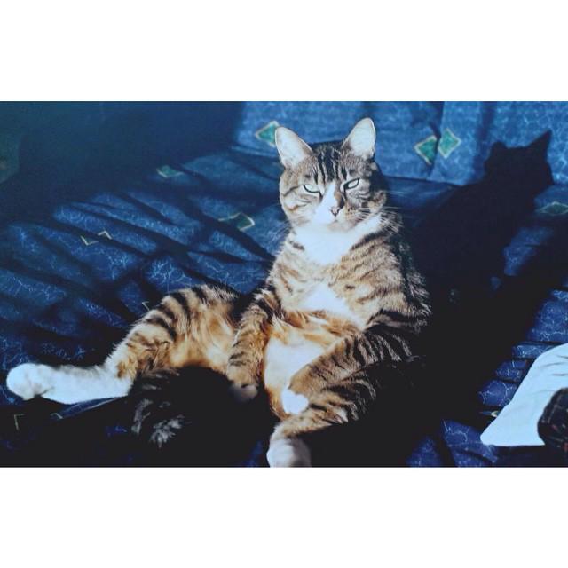 petssavenue's tweet photo. http://t.co/CZMOhmnDGj
