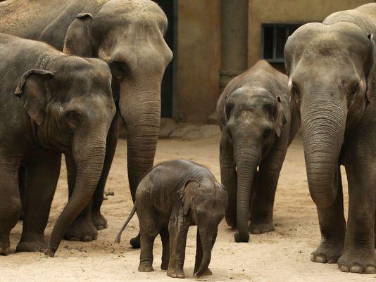 Elephants are big and long-lived. So why don't they get tons of cancer? It's in their genes usat.ly/1RvTquC