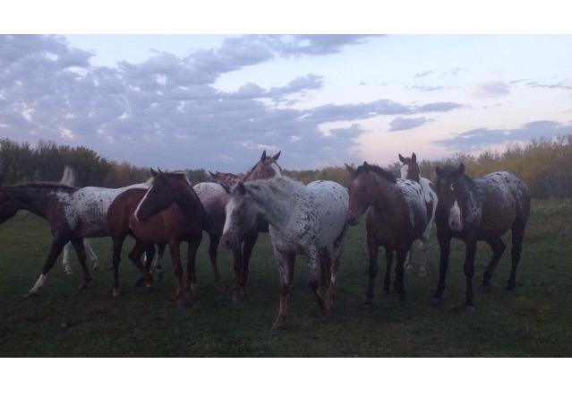 96McKay's tweet image. The fam jam. #family #horses #Manitoba #home