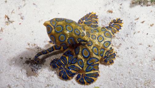 Octopuses may not have mastered calligraphy, but they certainly know how to use their ink. #WorldOctopusDay