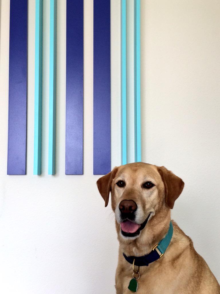 pushstartcreate's tweet photo. We've got Nash in the studio today and he even wore our colors. #pupstart http://t.co/iMpIZDQiur