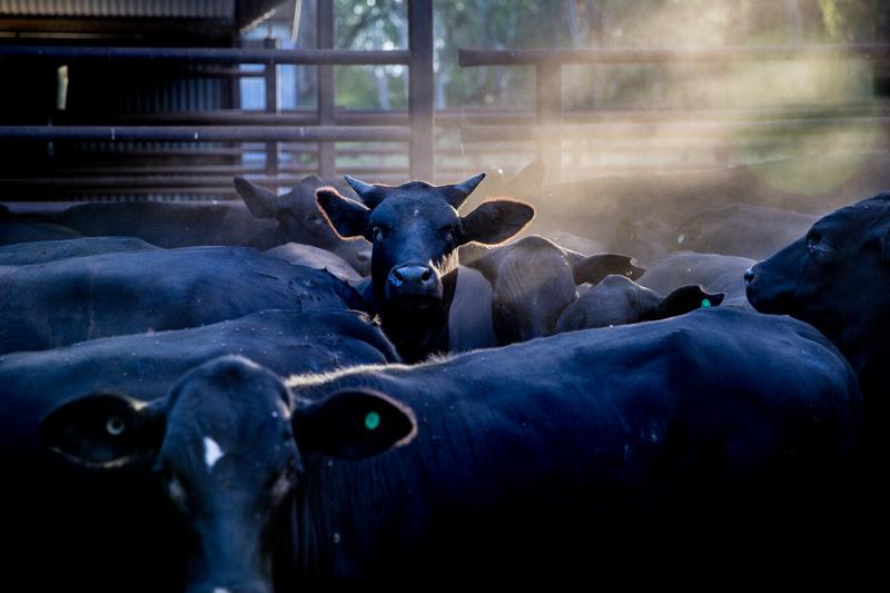 Meat eaters' diets emit twice as much carbon as vegetarians'
Eating less is like cycling
bit.ly/1P0Jefl