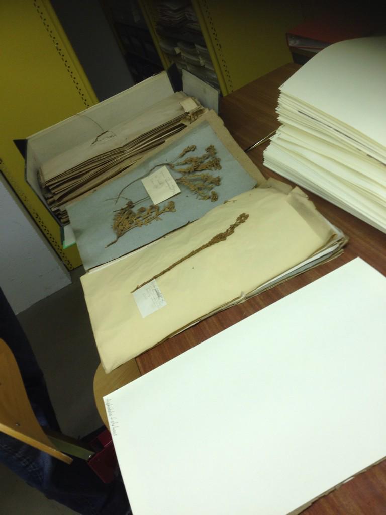 MuseumGrenoble's tweet photo. Prépa #herbiers #Algérie pour plateforme Montpellier  #erecolnat @Le_Museum @EchoSciGre @TelaBotanica http://t.co/ZaIhsUsclU