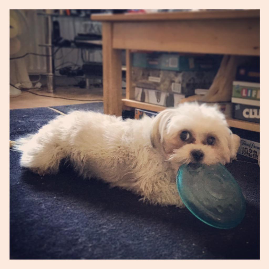 Puhthepuppy's tweet photo. Play play #play #shorkie #puppy #cutest #AdventuresOfPuh #frisbeechamp http://t.co/rPG7WCeULR
