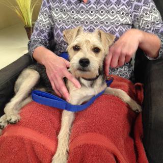 InsideBrant's tweet image. Think you would like to adopt Timber? Tune in to Inside Brant today to find out more information! Only on #RogersTV