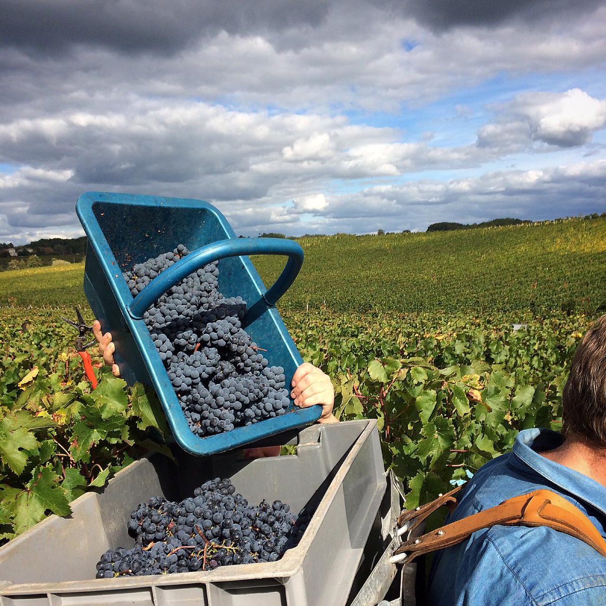 Château Franc La Rose #harvest15 gorgeous #merlot grapes <a href="/BordeauxWines/">Bordeaux Wines</a> <a href="/JamesSuckling/">James Suckling</a> <a href="/Specs1962/">Spec's</a> <a href="/NapaphanRuengro/">Napaphan Ruengrod</a>