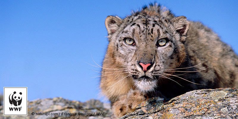 WWF on Twitter: "Take action on Snow Leopard Day and answer the #