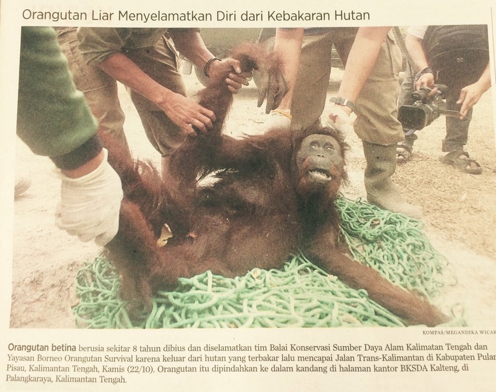 Ini sedih bangeeet 😭😭😭😭 #MelawanAsap (foto dari <a href="/hariankompas/">Harian Kompas</a> )