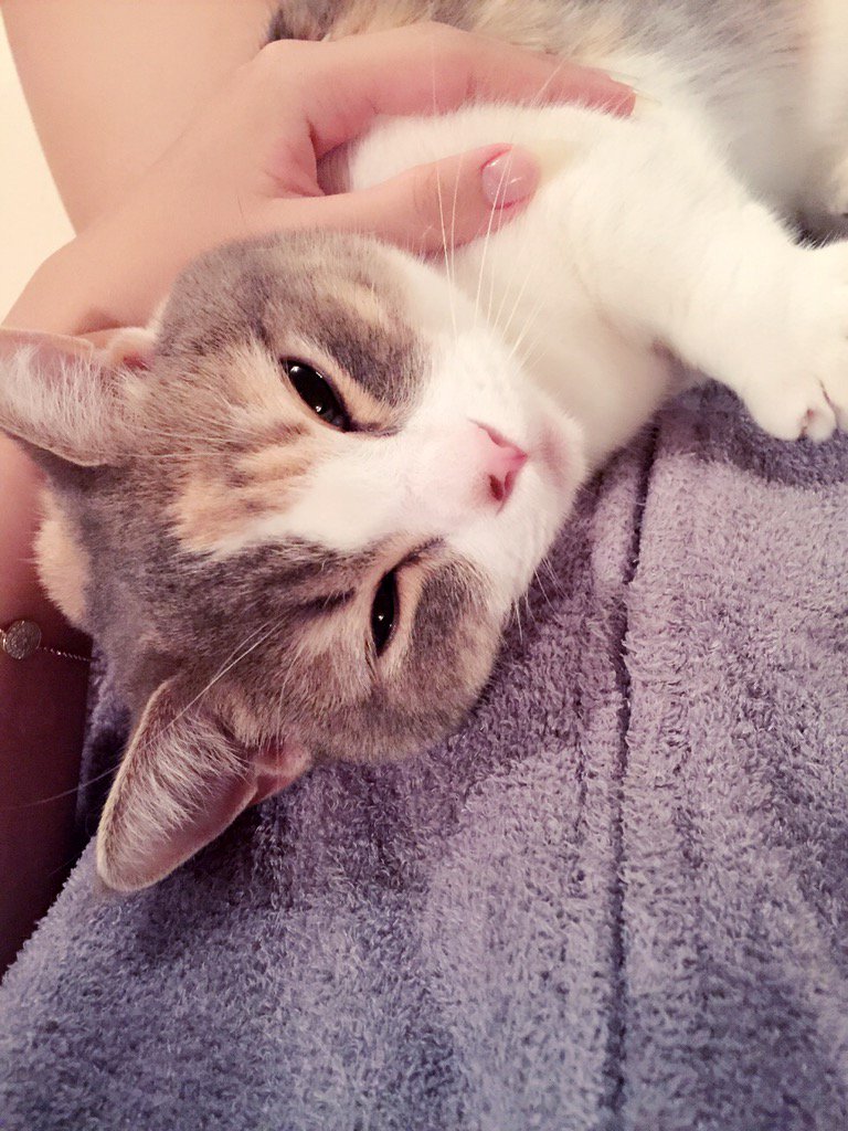 埋め込み画像への固定リンク