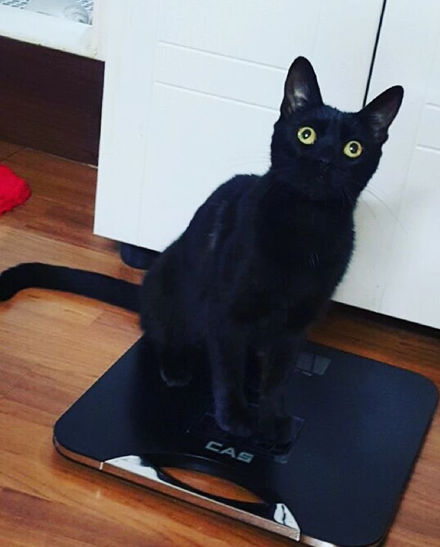 埋め込み画像への固定リンク