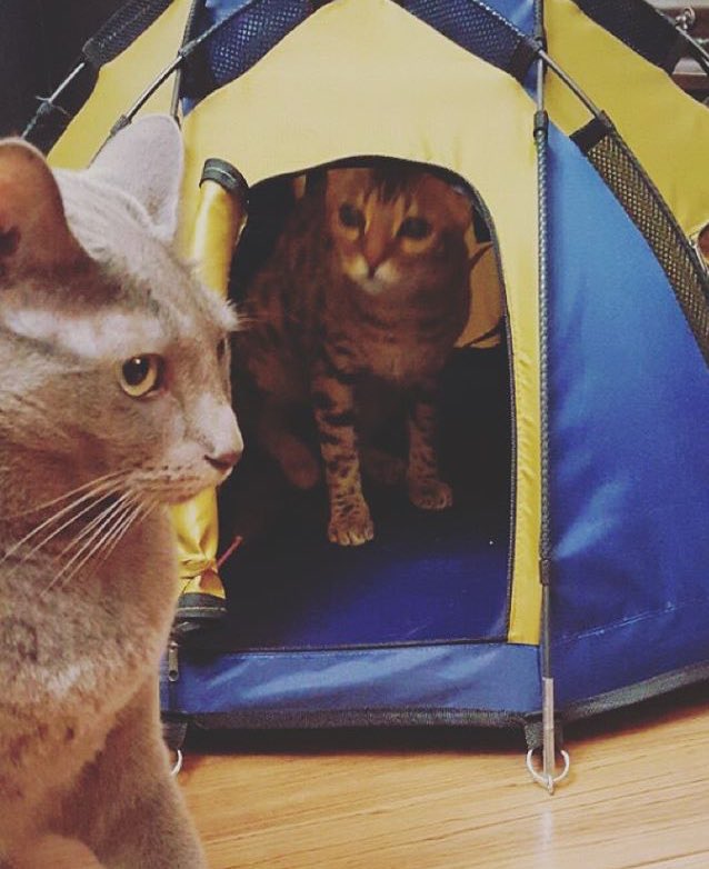 埋め込み画像への固定リンク