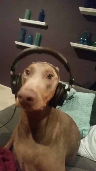 Hey guys this is our Ghost Producer. He's ahead of his time 😂 #Jokes #Funny #Producer https://t.co/s<a href="/tag/funny"class="tags"><span>#funny</span></a><a href="/tag/producer"class="tags"><span>#producer</span></a><a href="/tag/jokes"class="tags"><span>#jokes</span></a>