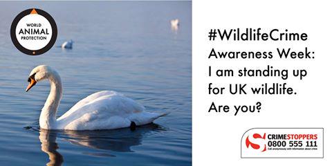 It's #Wildlifeawareness week 19-25th October. Unsure what to do if you see wildlife crime ? goo.gl/q8BkB6