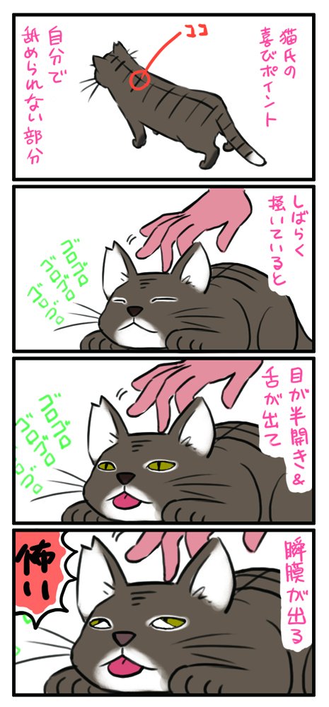 どこの猫さんもこんな感じなんでしょうか 