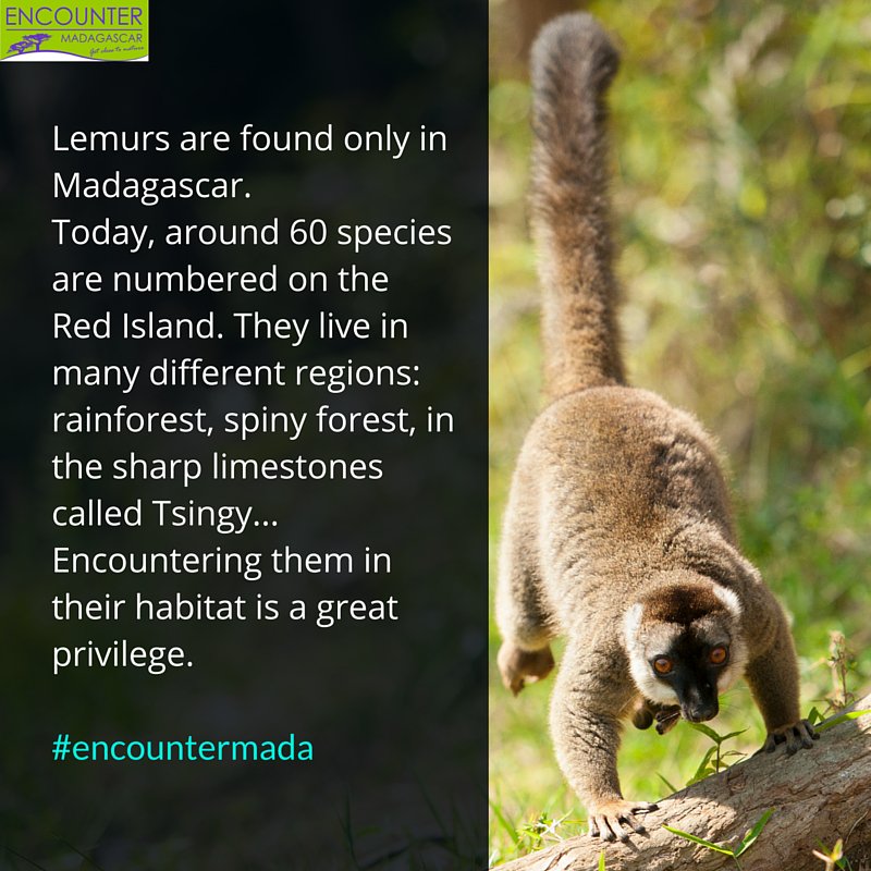 #Madagascar is called #Lemur Island! And it's true ! 😀 #travel #ttot