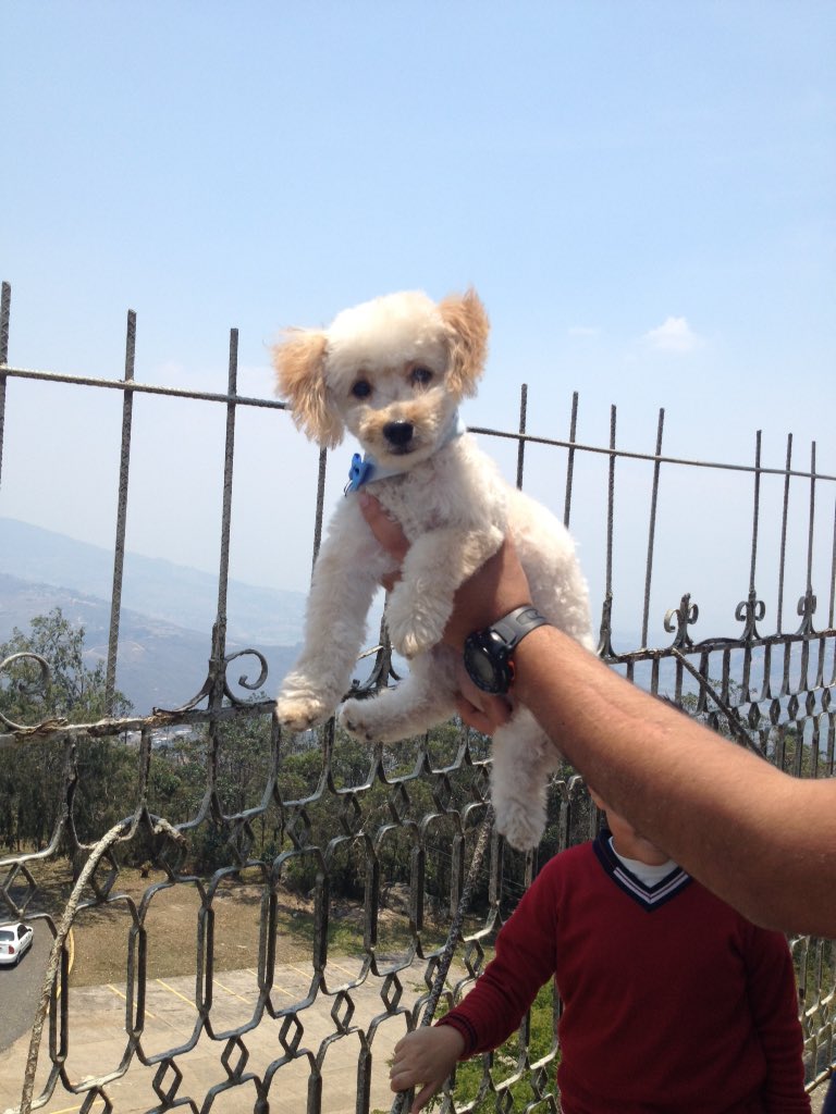 ac2803's tweet photo. @GarageCatdog Se busca perrito extraviado el viernes por la gobernación del centro SC  04247033197 doy recompensa! https://t.co/EdDK6q1VYa