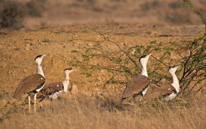 What could have been India's national bird can now go extinct. Meet the Great Indian Bustard goo.gl/w9TKvx