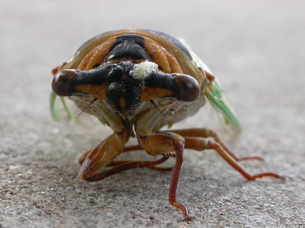 InsectsUpClose's tweet image. 