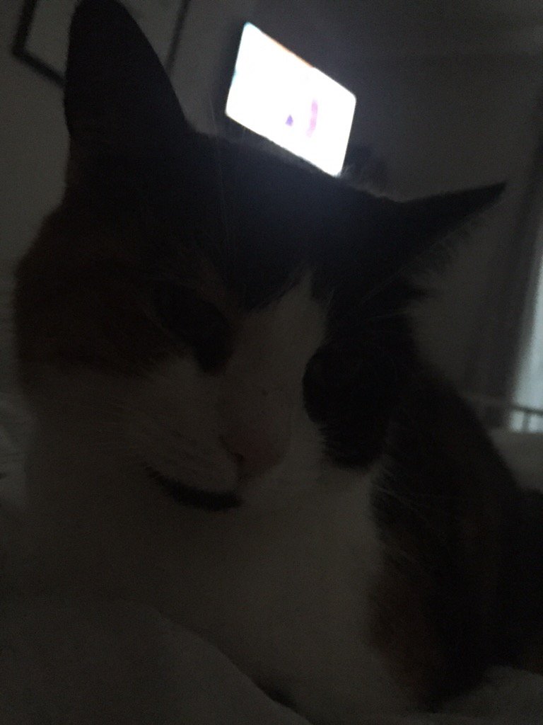 gemmapoolman's tweet image. The bonding process is complete @iwokeups @veritymcauley #felinefriend