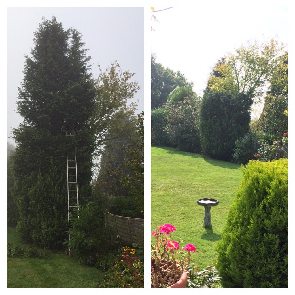 lb_landscape's tweet image. Conifer reduction , Call LB Landscape &amp;amp; Garden Services LTD .. 01702780011 #Essex #benfleet