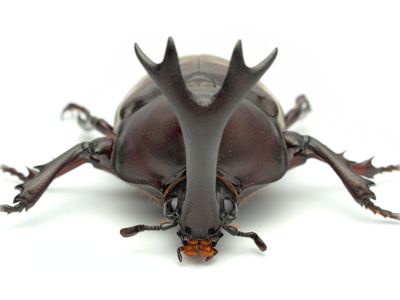 カブトムシ 顔 カブトムシ 顔