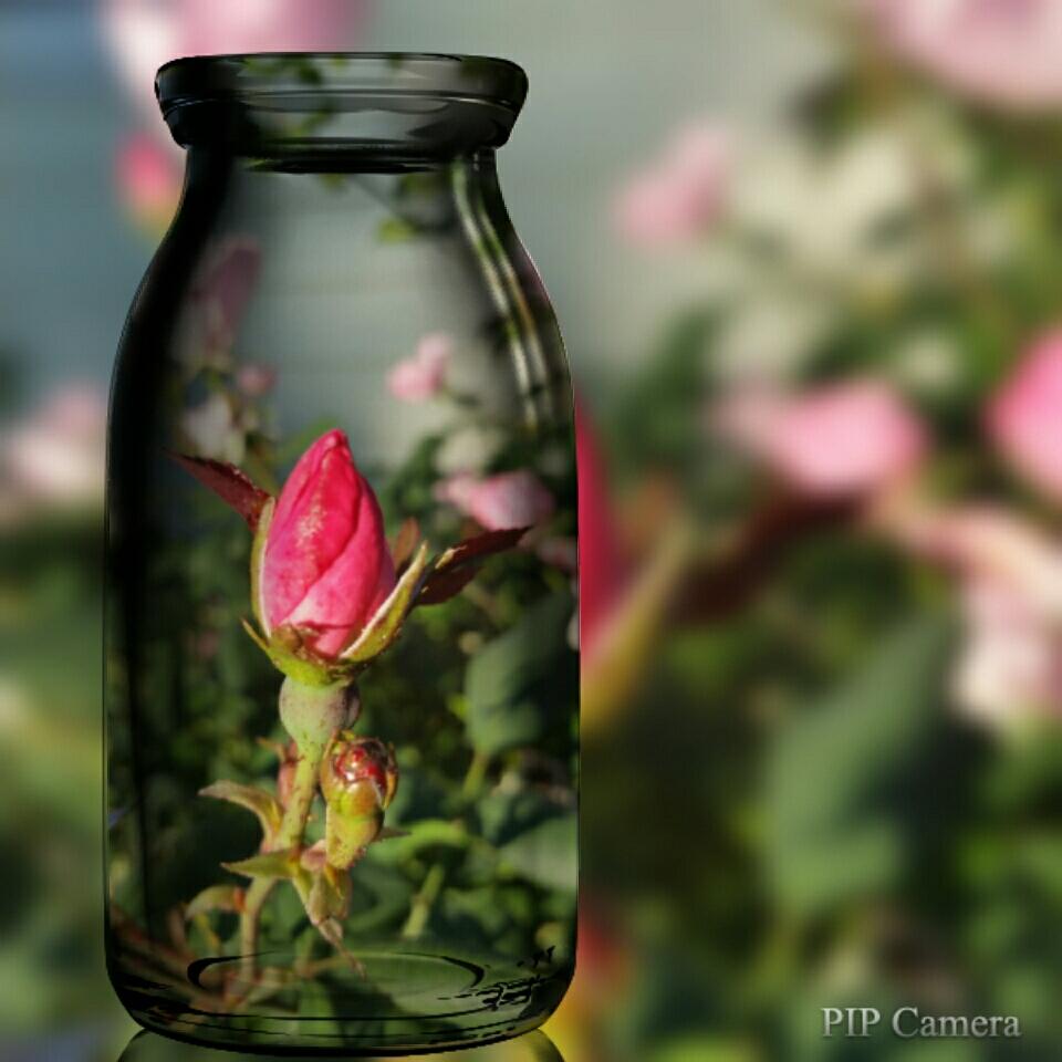 theladdermethod's tweet image. October blooms