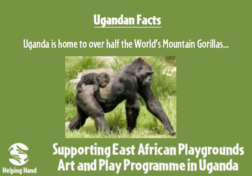 HelpingHandFund's tweet image. Time for our weekly "did you know…" #Uganda #gorillas