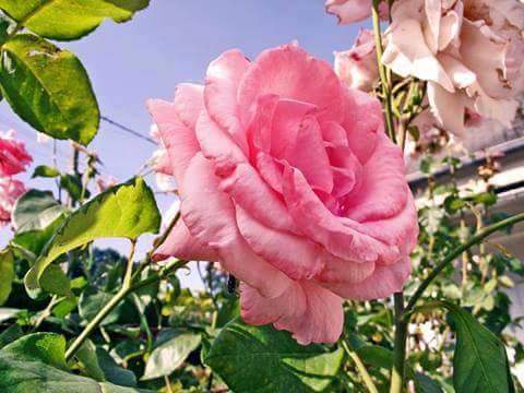 احمد العراقي (@whatwhat965) on Twitter photo 