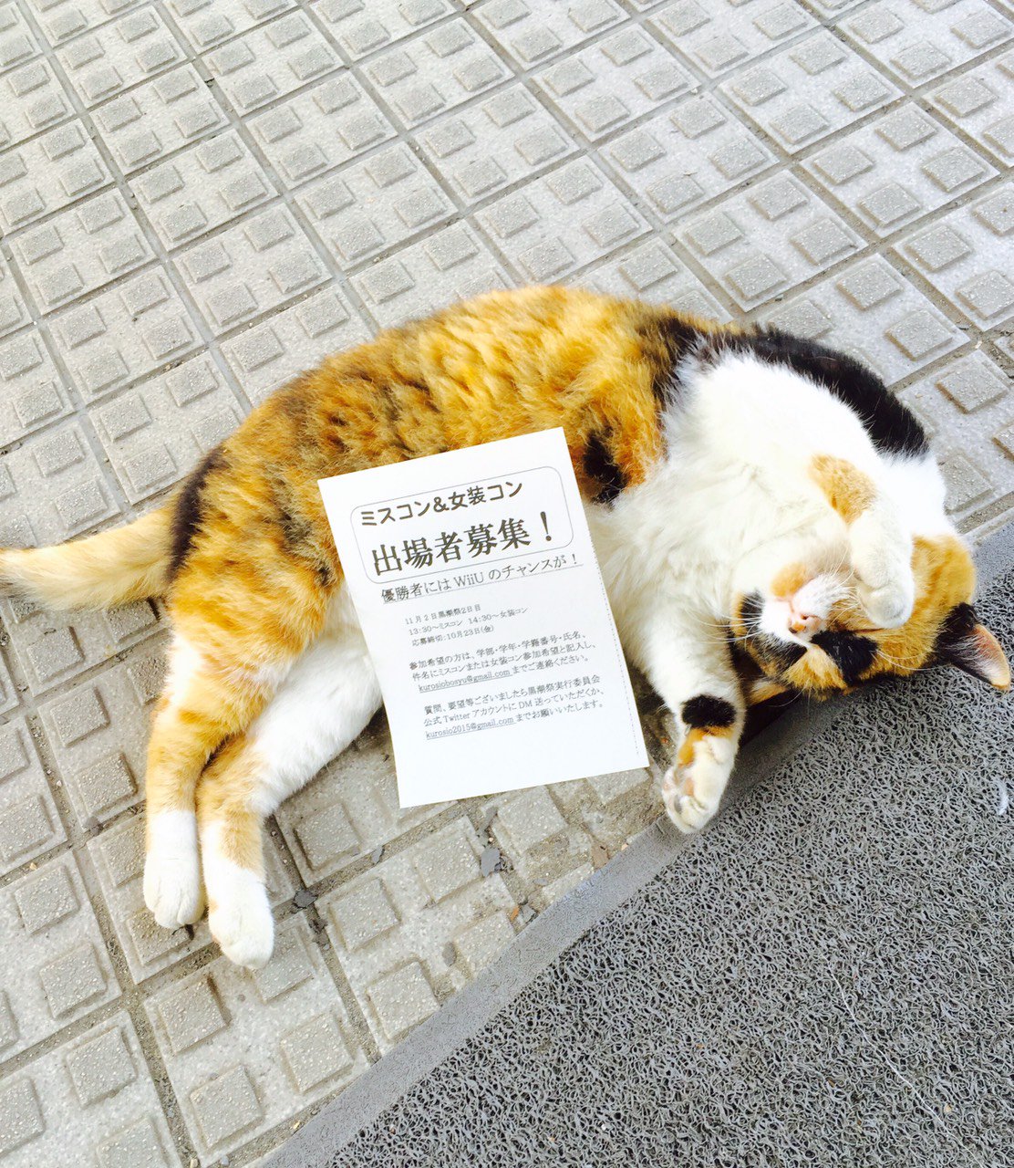 高知大学 黒潮祭実行委員会 猫の手も借りたいくらい忙しかったので 実際に借りちゃいました テヘペロ というわけで猫さんも宣伝しましたが ミスコン 女装コンの出場者を募集しております ぜひご検討ください 高知大学第66回黒潮祭 T Co 高知大学 黒潮祭実行委員会 猫の手も借りたいくらい忙しかったので 実際に借りちゃいました テヘペロ というわけで猫さんも宣伝しましたが ミスコン 女装コンの出場者を募集しております ぜひご検討ください 高知大学第66回黒潮祭 T Co