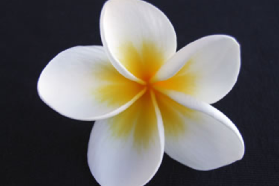  Close your eyes and imagine the scent of Frangipani. Hope your day is as beautiful. Happy Birthday! 